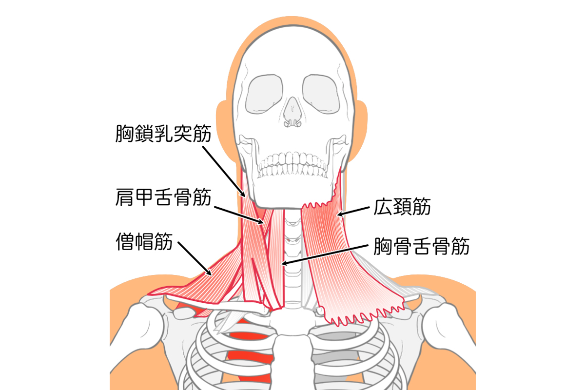 首の筋肉を描いた人体の骨格のイラスト。胸鎖乳突筋・肩甲舌骨筋・僧帽筋・広頚筋・頬骨舌骨筋がそれぞれ描かれている。