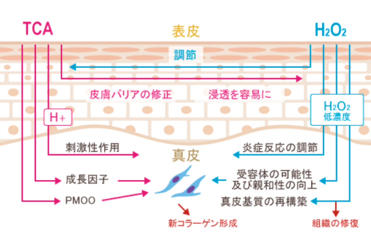 マッサージピールの肌への作用を、肌の断面図のイラストとともに説明している画像。作用の強いTCAをH2O2が緩和しながら、肌のコラーゲン生成を促す様子が描かれている。
