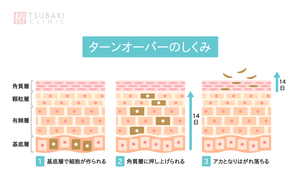 ターンオーバーのしくみ