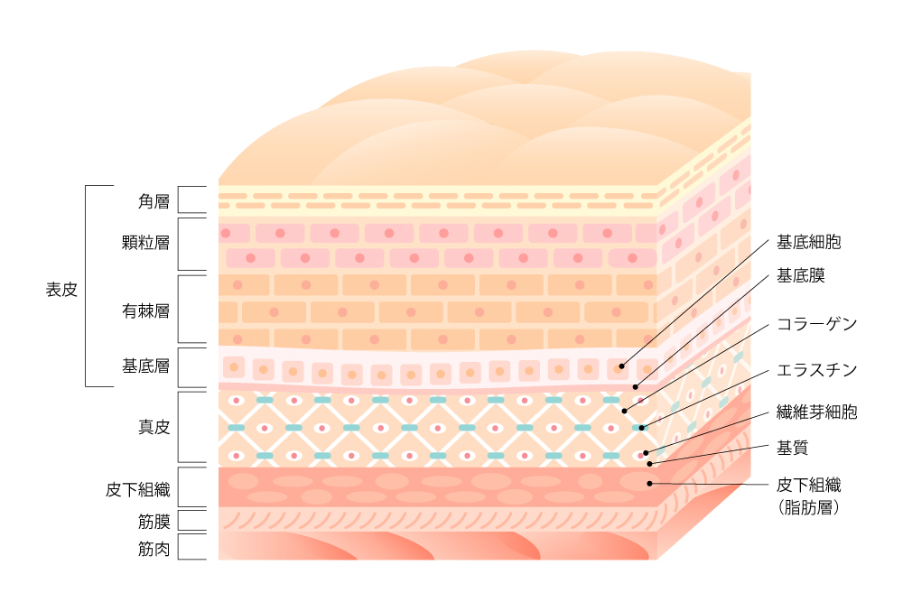肌断面図
