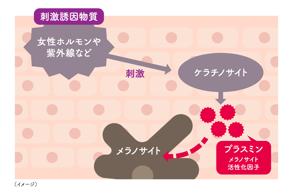 女性ホルモンや紫外線などの刺激によってケラチノサイトが活性化しプラスミンが産生され、メラノサイトが活性化されるまでの流れを肌の断面図とともに示したイラスト。