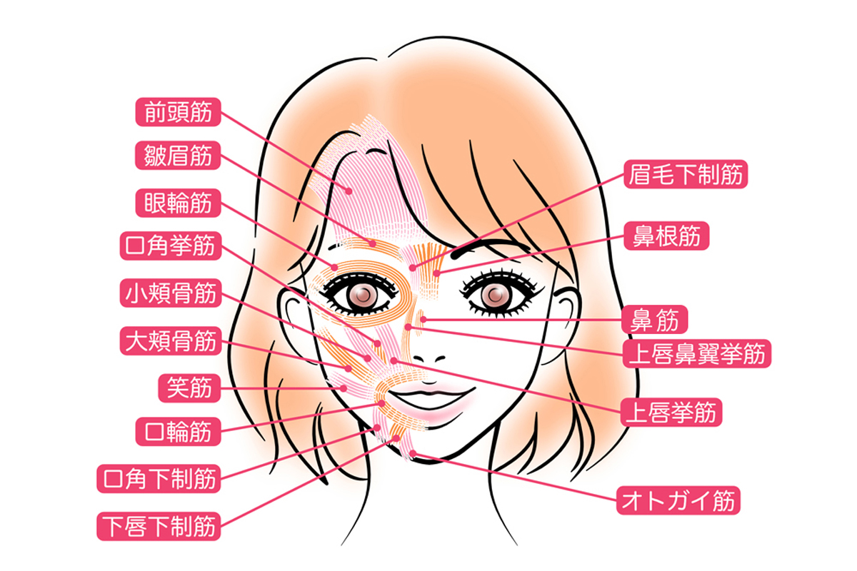 顔の表情筋の位置と名称を表した女性の顔のイラスト。