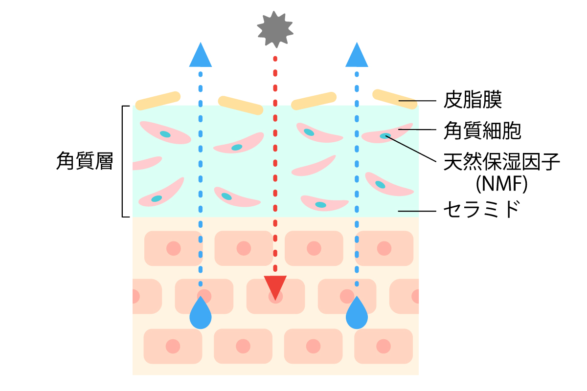 皮脂膜や角質層の保水機能が崩れ、肌内部の水分が外に逃げやすくなり、外部刺激を受ける様子を表した肌断面のイラスト。