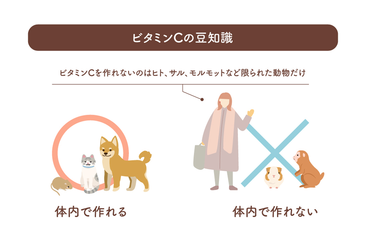 ビタミンCの豆知識が書かれたイラスト。犬や猫、ネズミなどは体内でビタミンCを作れるのに対し、ヒト・サル・モルモットなどは体内で作れないことが書かれている。