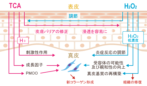 真皮深層まで浸透作用