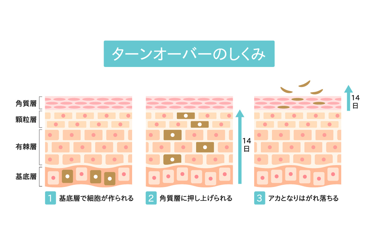 肌のターンオーバーの仕組みを表した肌の断面図のイラスト。左から順に基底層で細胞が作られる様子、作られた細胞が14日かけ有棘層や顆粒層を通って角質層に押し上げられる様子、さらに14日かけて角質層からアカとなり剥がれ落ちる様子をそれぞれ示している。
