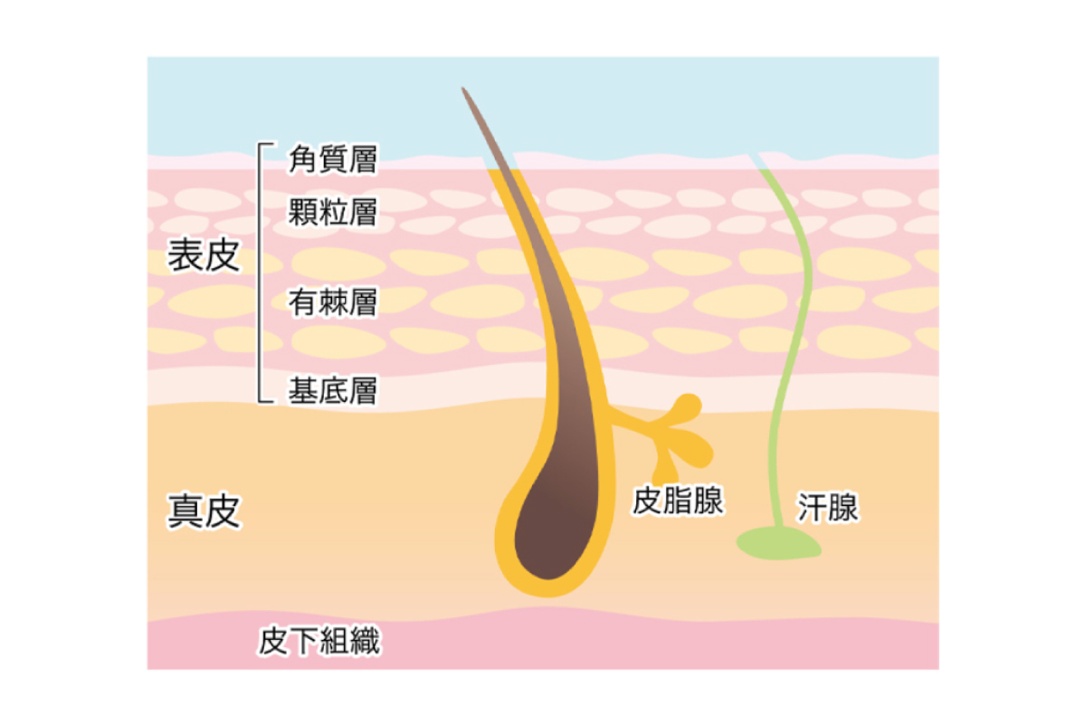 毛や皮脂腺、汗腺などが描かれた肌の断面図のイラスト。皮下組織・真皮・表皮と描かれており、表皮の上は水分で覆われている様子を描いている。
