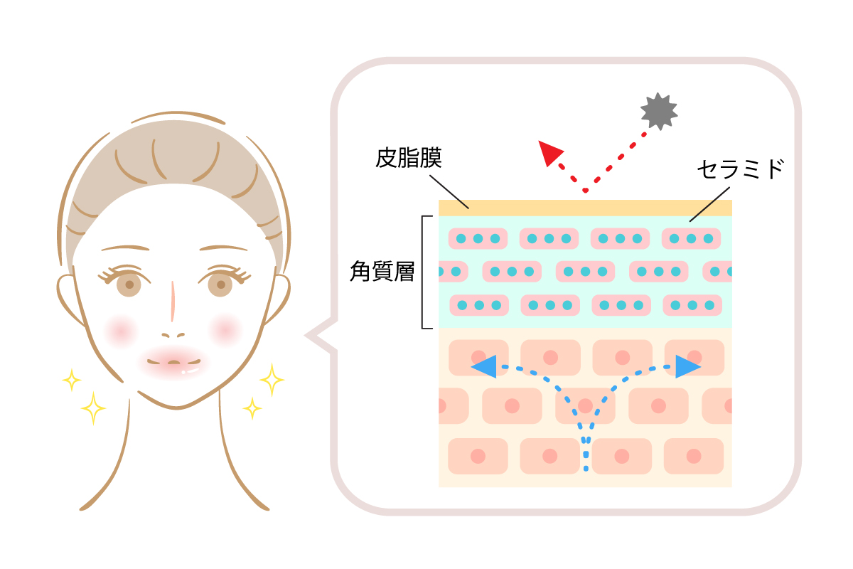 肌のバリア機能を示したイラスト。皮脂膜があることで肌内部の水分が保たれている。