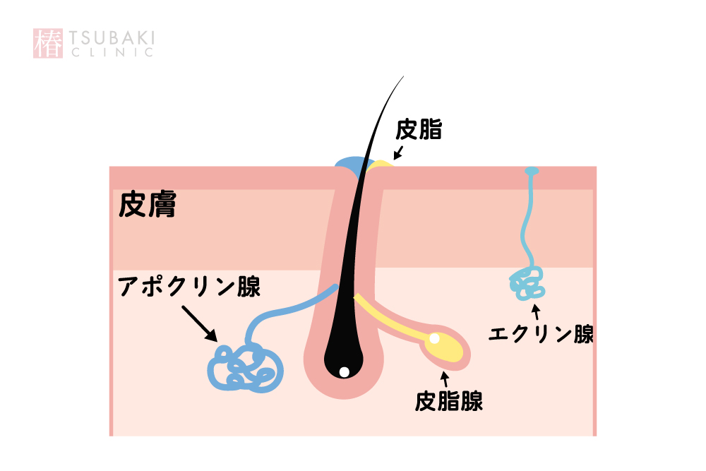 毛穴の構造と役割