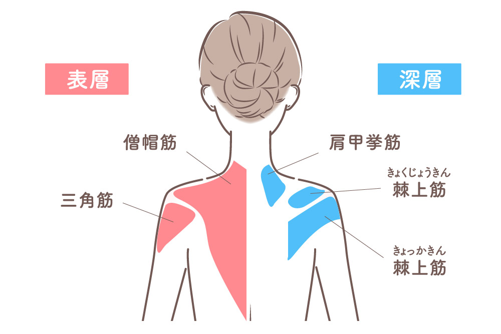 肩周りの筋肉