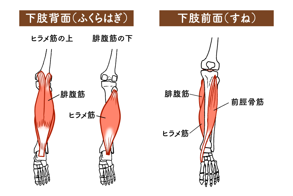 ふくらはぎとすねの筋肉の位置を示した下肢の解剖イラスト。左側に「下肢背面（ふくらはぎ）」として腓腹筋とヒラメ筋の重なりが描かれ、右側に「下肢前面（すね）」として腓腹筋・ヒラメ筋・前脛骨筋の位置関係が表示されている