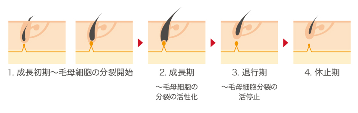 毛の生え変わりサイクルを4段階で示した図で、成長初期(毛母細胞の分裂開始)→成長期(分裂が活発)→退行期(分裂の停止)→休止期へと、毛根と毛の状態が矢印で順に変化する様子を説明しています。