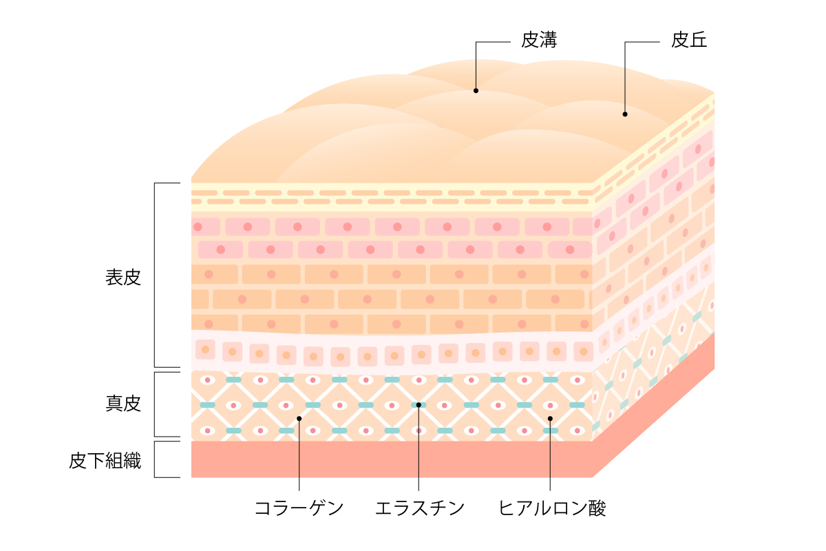 皮膚の断面図のイラスト。肌の表面には皮溝と皮丘があり、内部は表皮・真皮・皮下組織に分かれている。真皮にはコラーゲン・エラスチン・ヒアルロン酸が皮膚構造を作っている様子が描かれている。