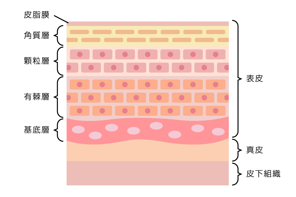 肌の層を表したイラスト。上から順に皮脂膜、表皮の角質層・顆粒層・有棘層・基底層、真皮、皮下組織と連なっている。