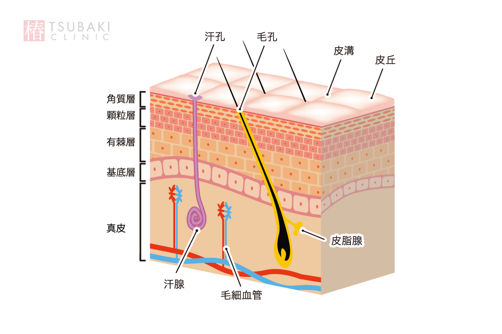 肌の皮溝や皮丘毛細血管や汗腺などを描いた肌断面のイラスト。