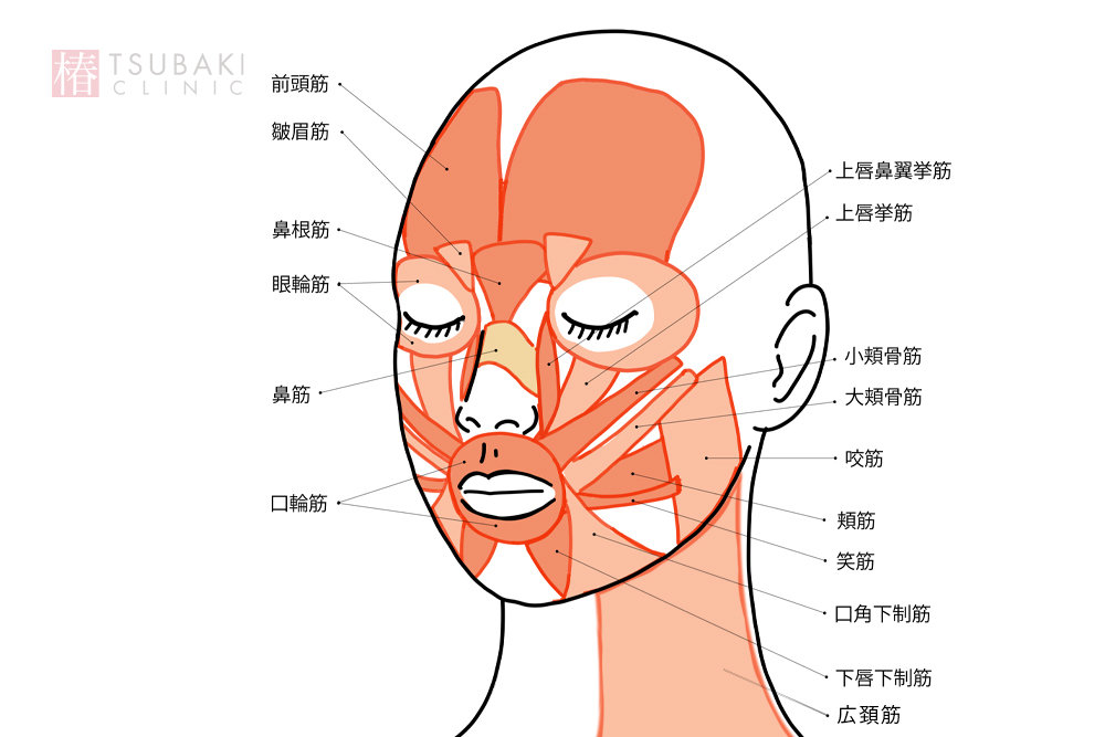 顔の表情筋を示したイラスト。筋肉の分布や大きさなどがわかる。