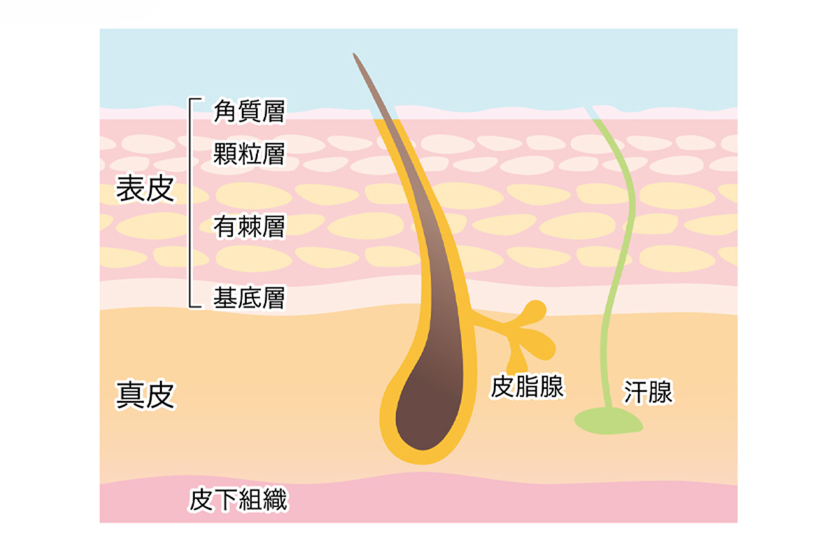 皮脂腺や汗腺、毛の肌内部の様子を表した肌断面のイラスト。