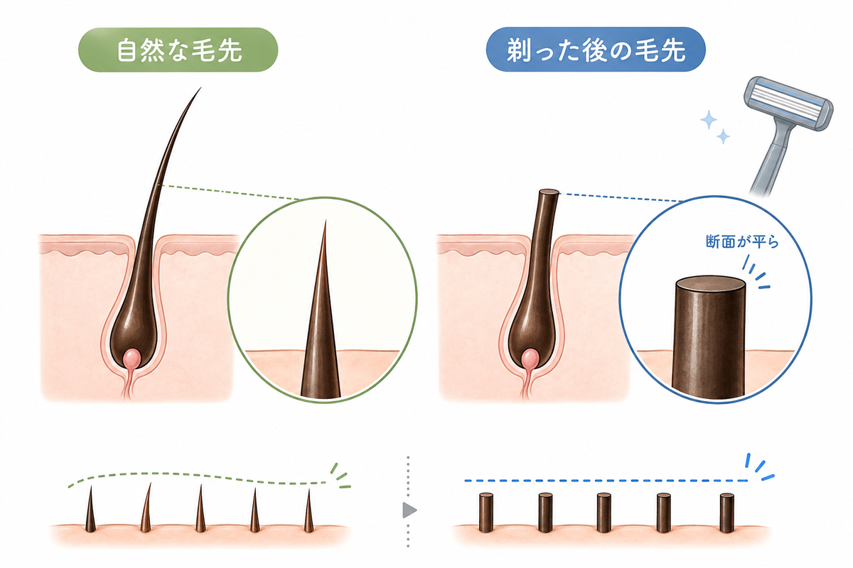 自然な毛先と剃った後の毛先を比較したイラスト。先細りの毛先と、剃って断面が平らになった毛先の違いを、毛穴の断面図と拡大図でわかりやすく示している。
